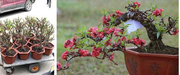 Lưu Đê Ly cũng không thoát khỏi cảnh bị lừa: Sắm cây đào thất thốn quý hiếm chơi Tết, nào ngờ là đào Trung Quốc-4