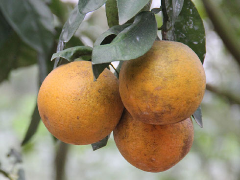 Độc nhất miền Tây: Vườn cam ruột đỏ au, không hề có hạt-9