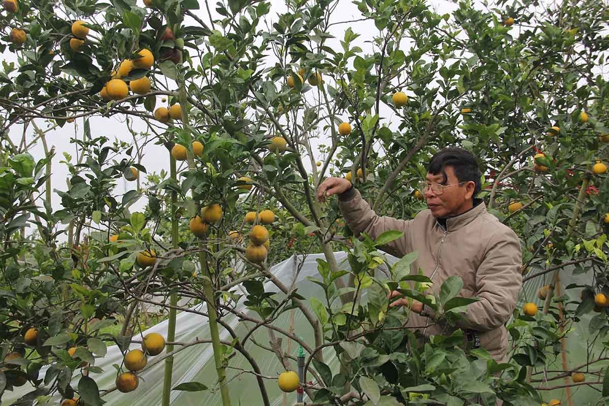 Cam tiến Vua 100 ngàn/quả: Khắp Thành Vinh có tiền mua không nổi-5