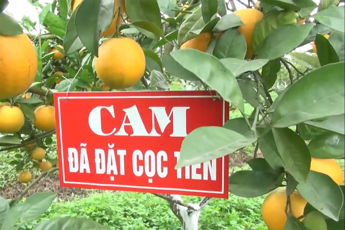 Cam tiến Vua 100 ngàn/quả: Khắp Thành Vinh có tiền mua không nổi-1