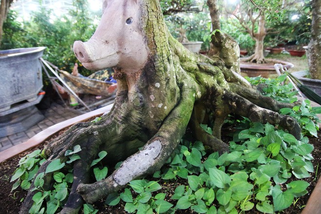 Cận cảnh cây khế đầu heo có giá nửa tỷ đồng được bày bán thu hút người dân Sài Gòn-10