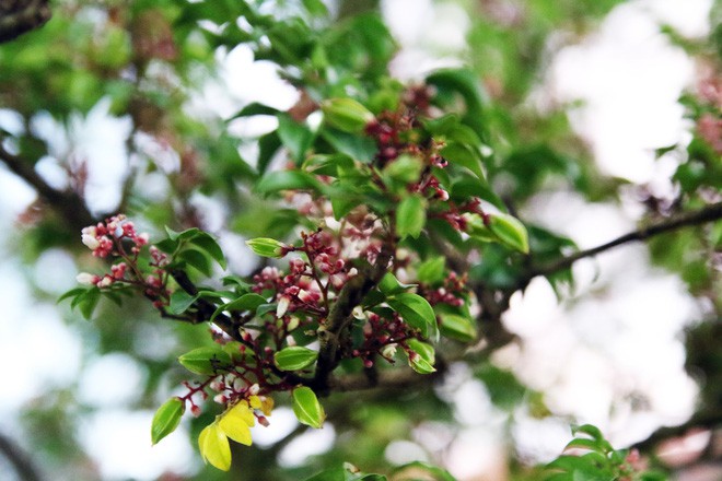 Cận cảnh cây khế đầu heo có giá nửa tỷ đồng được bày bán thu hút người dân Sài Gòn-11