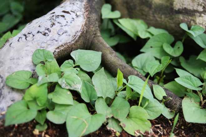 Cận cảnh cây khế đầu heo có giá nửa tỷ đồng được bày bán thu hút người dân Sài Gòn-13