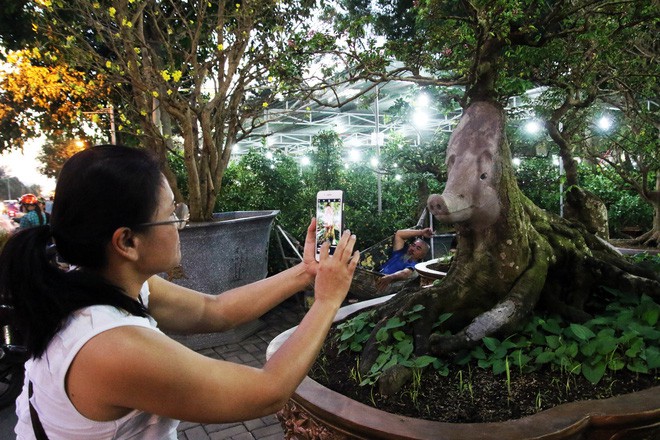 Cận cảnh cây khế đầu heo có giá nửa tỷ đồng được bày bán thu hút người dân Sài Gòn-17