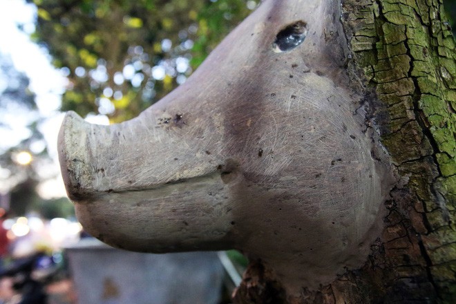 Cận cảnh cây khế đầu heo có giá nửa tỷ đồng được bày bán thu hút người dân Sài Gòn-18