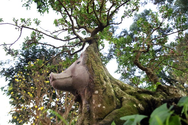 Cận cảnh cây khế đầu heo có giá nửa tỷ đồng được bày bán thu hút người dân Sài Gòn-2