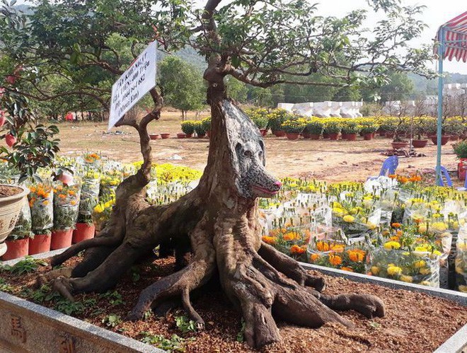 Cận cảnh cây khế đầu heo có giá nửa tỷ đồng được bày bán thu hút người dân Sài Gòn-4