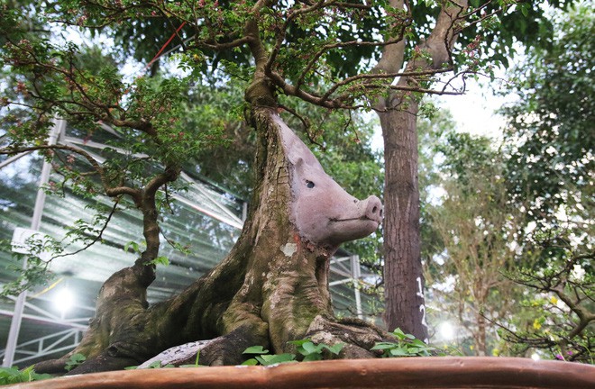 Cận cảnh cây khế đầu heo có giá nửa tỷ đồng được bày bán thu hút người dân Sài Gòn-5