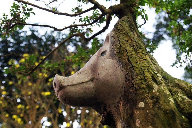 Cận cảnh cây khế đầu heo có giá nửa tỷ đồng được bày bán thu hút người dân Sài Gòn-6