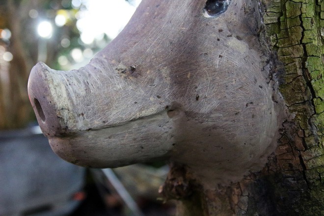 Cận cảnh cây khế đầu heo có giá nửa tỷ đồng được bày bán thu hút người dân Sài Gòn-8