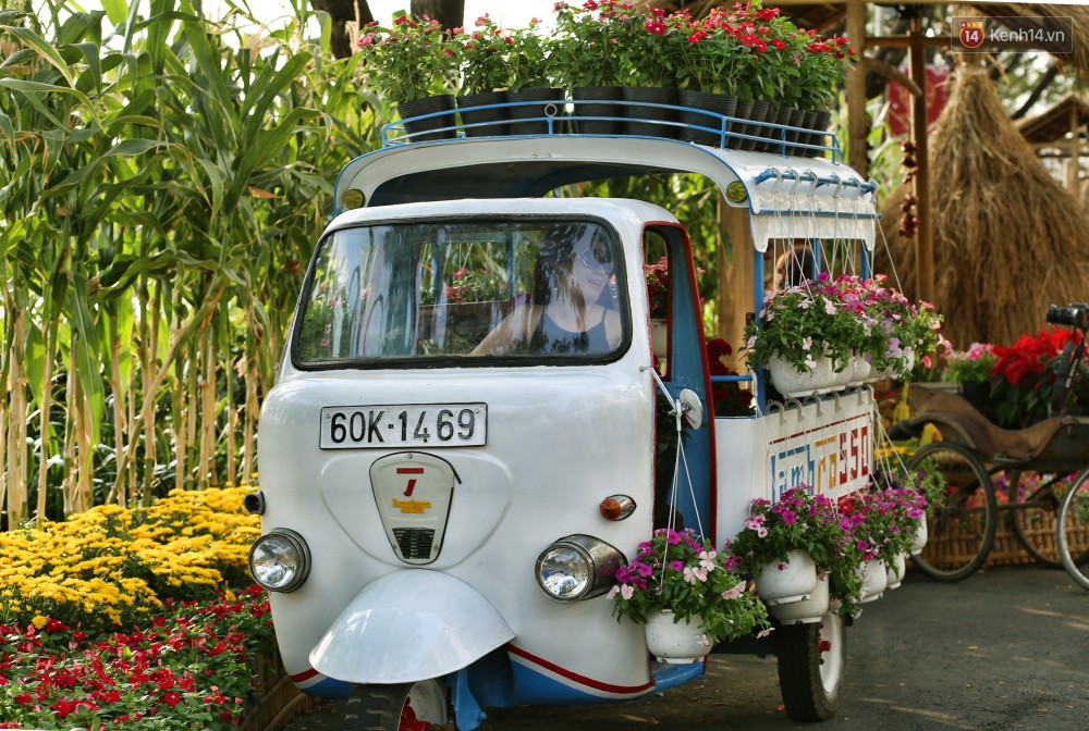 Ngắm đàn lợn với biểu cảm buồn cả thế giới ngộ nghĩnh và hài hước trên đường hoa xuân quận 7-12