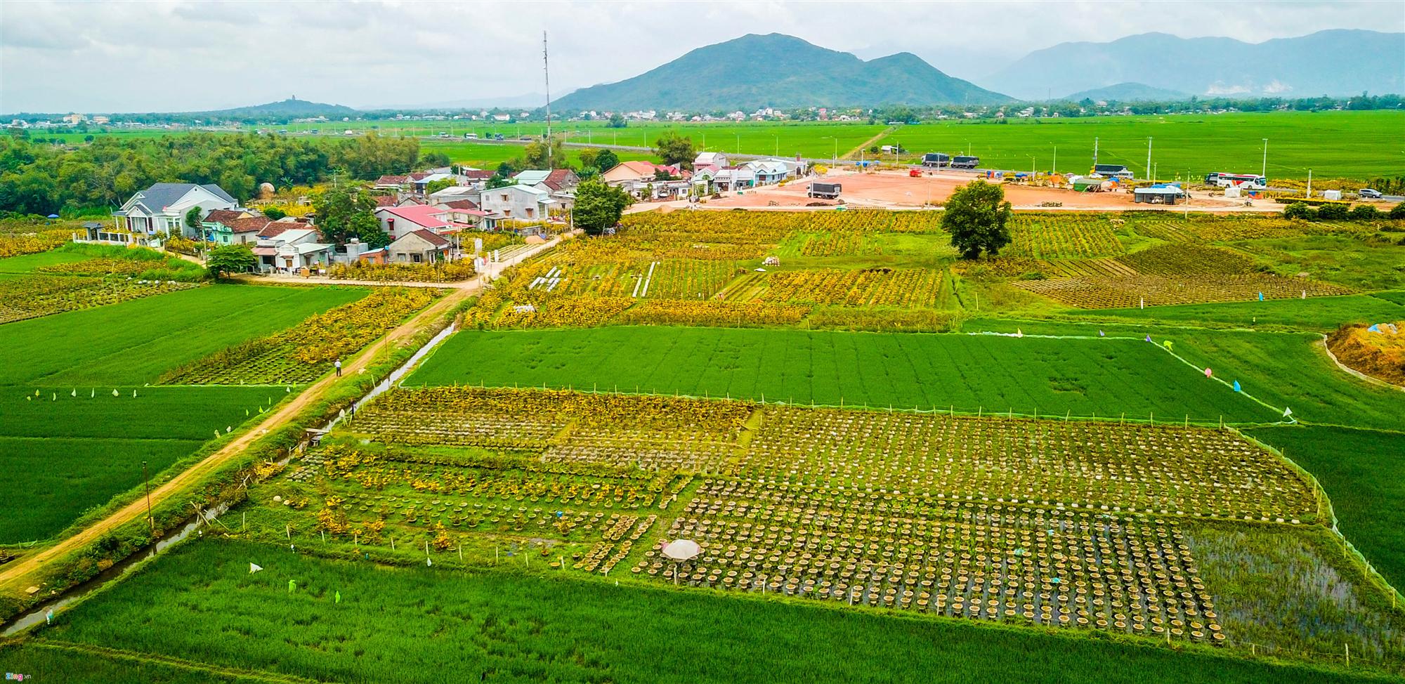 Vụ mai Tết ế chưa từng có, hàng nghìn gốc chỏng chơ giữa đồng-1