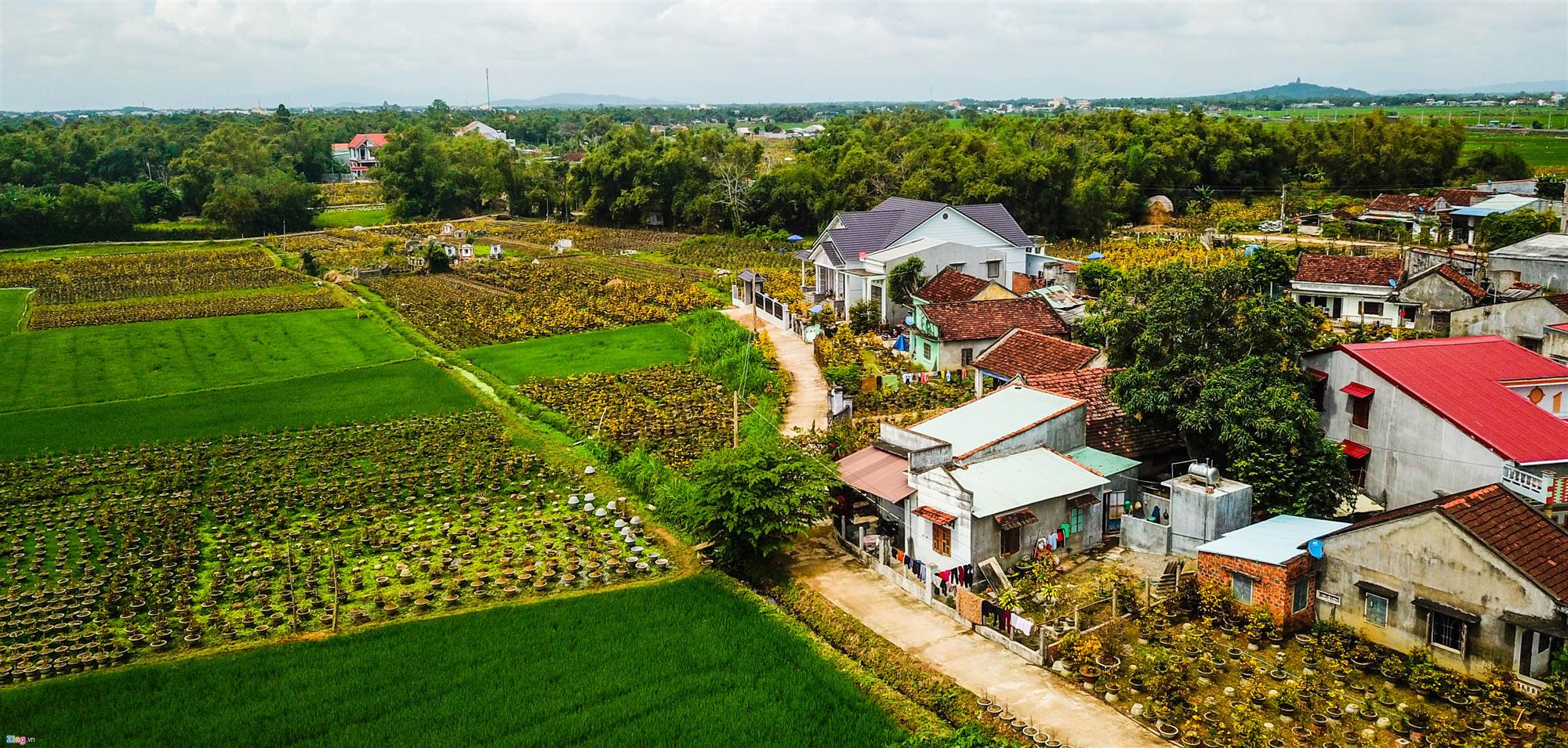 Vụ mai Tết ế chưa từng có, hàng nghìn gốc chỏng chơ giữa đồng-2