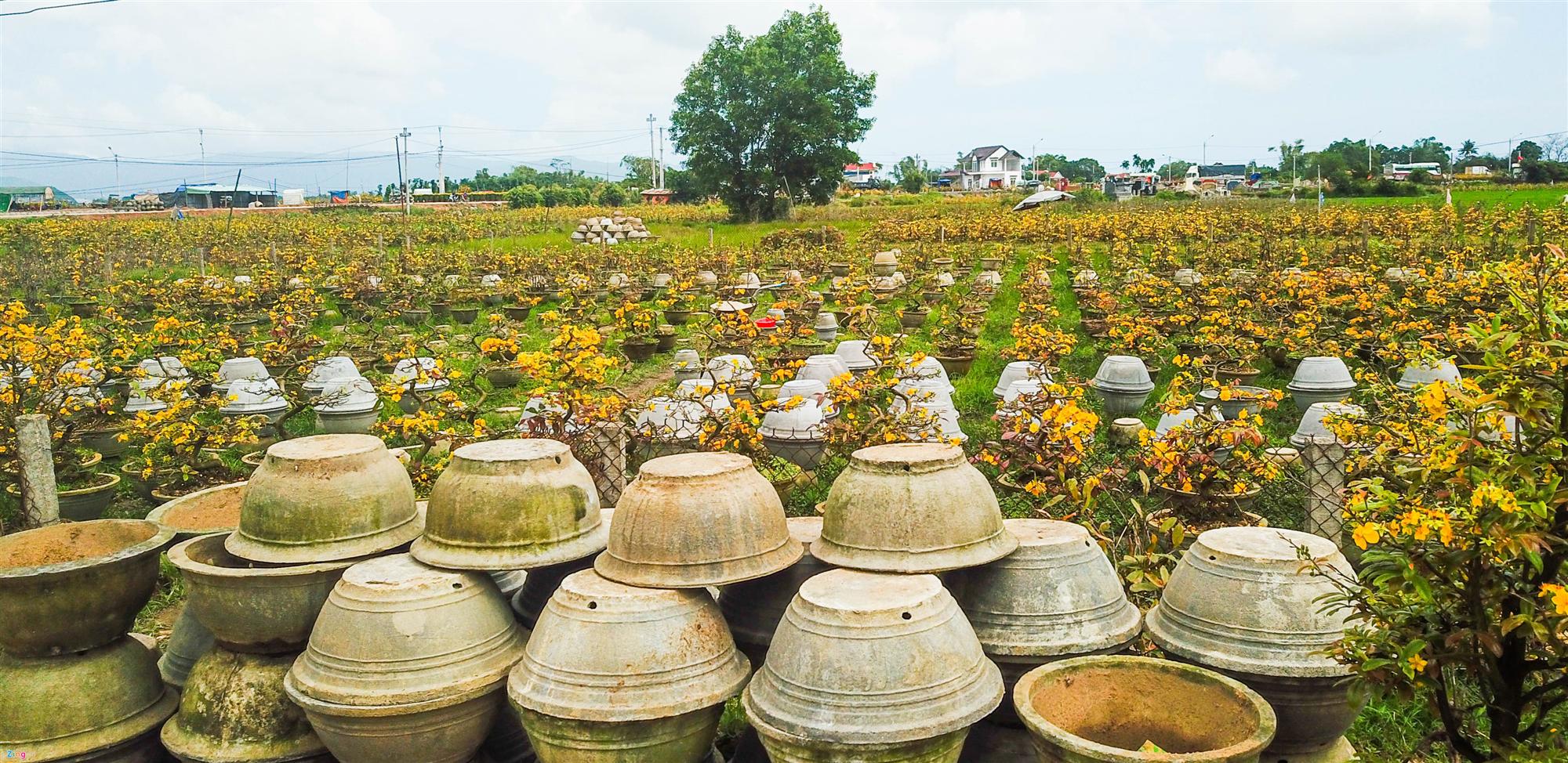Vụ mai Tết ế chưa từng có, hàng nghìn gốc chỏng chơ giữa đồng-3