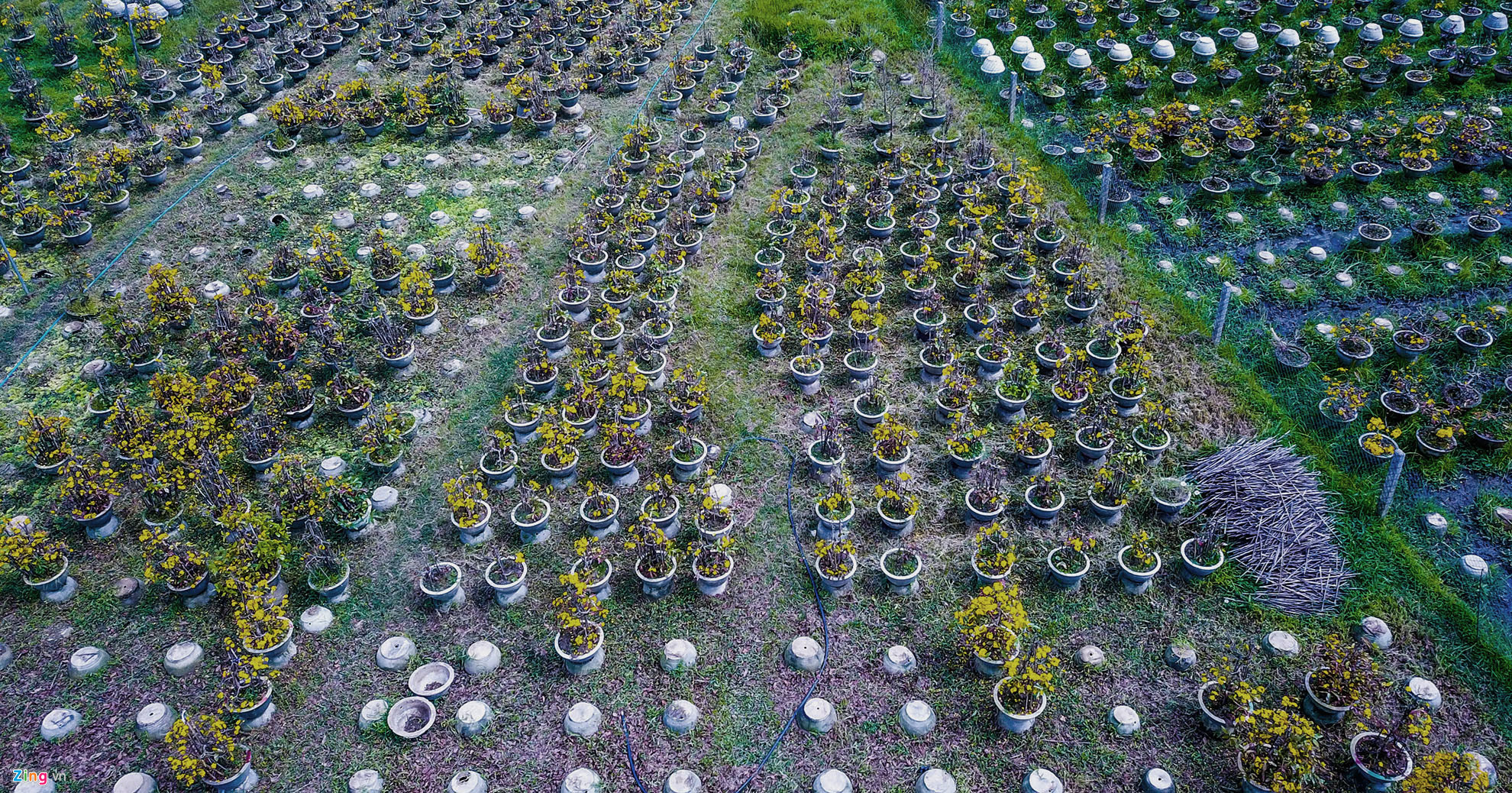 Vụ mai Tết ế chưa từng có, hàng nghìn gốc chỏng chơ giữa đồng-4