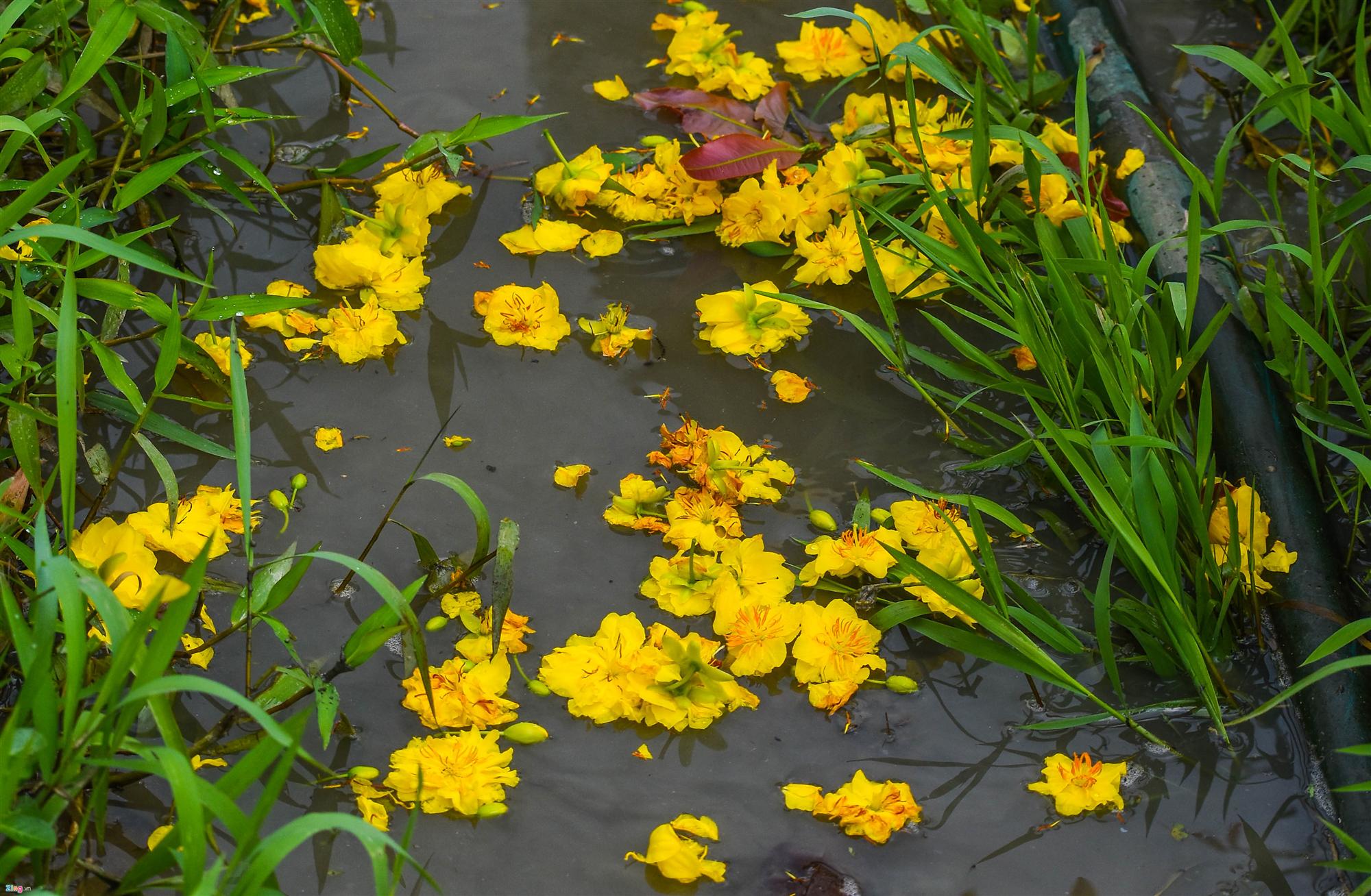 Vụ mai Tết ế chưa từng có, hàng nghìn gốc chỏng chơ giữa đồng-6