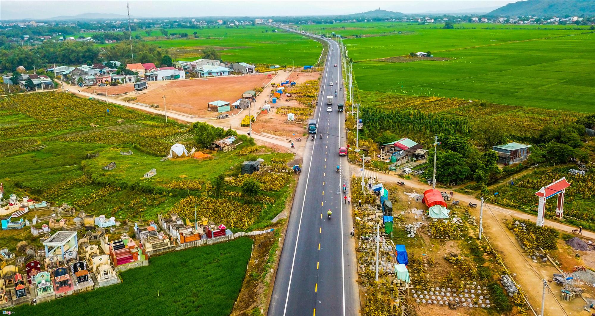 Vụ mai Tết ế chưa từng có, hàng nghìn gốc chỏng chơ giữa đồng-7