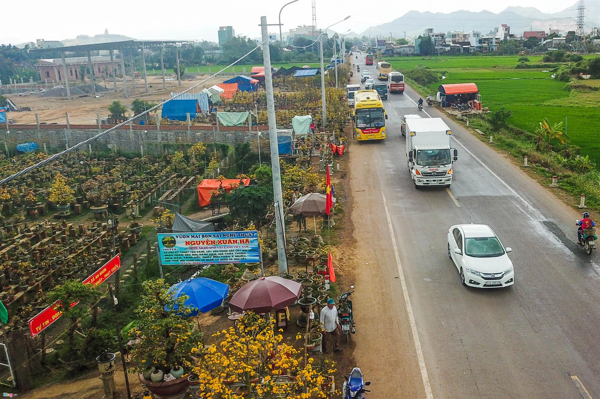 Vụ mai Tết ế chưa từng có, hàng nghìn gốc chỏng chơ giữa đồng-8