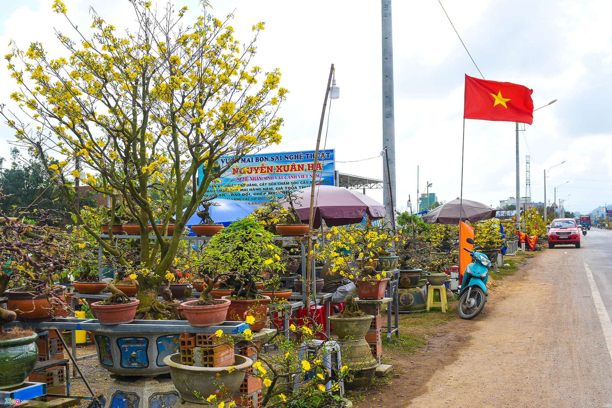 Vụ mai Tết ế chưa từng có, hàng nghìn gốc chỏng chơ giữa đồng-9