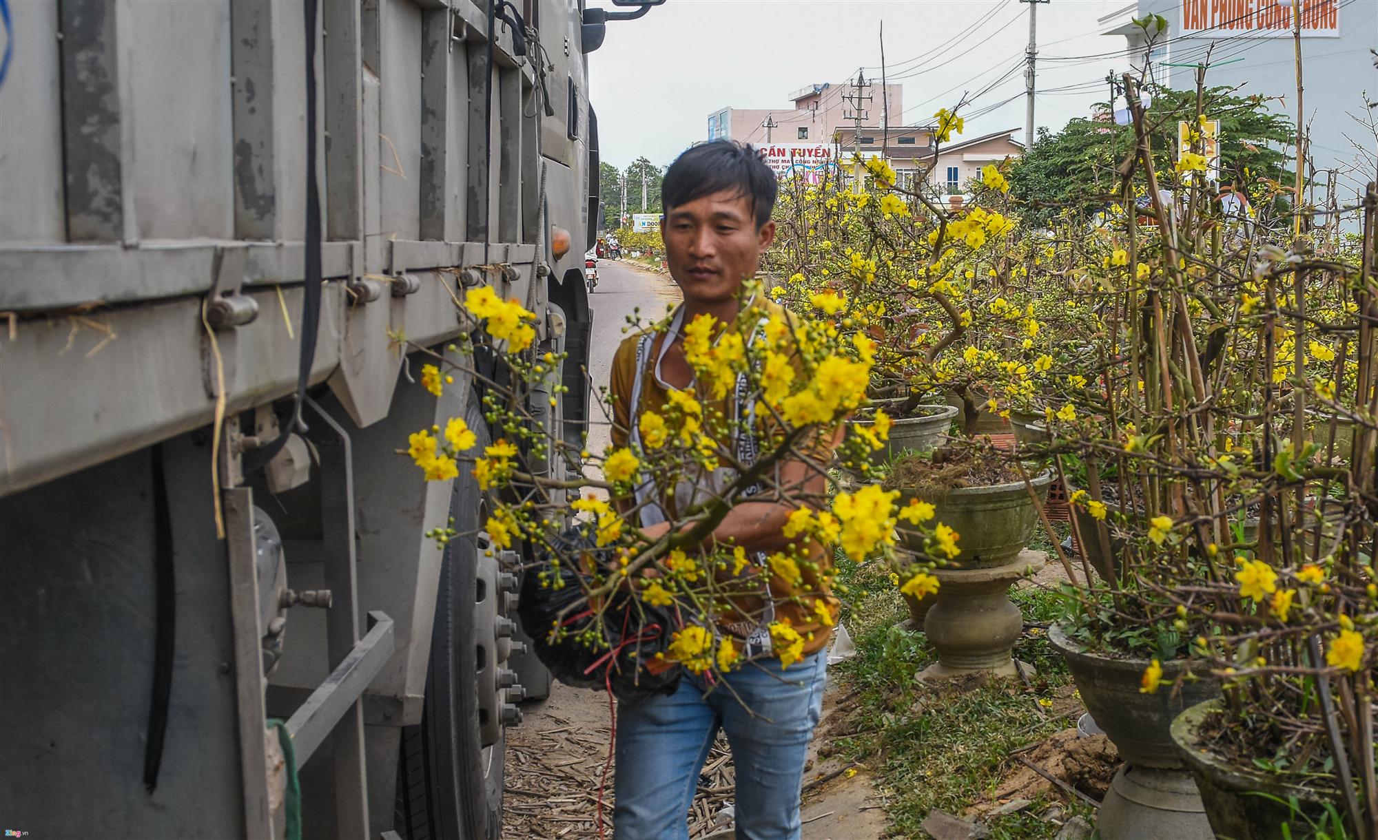 Vụ mai Tết ế chưa từng có, hàng nghìn gốc chỏng chơ giữa đồng-10