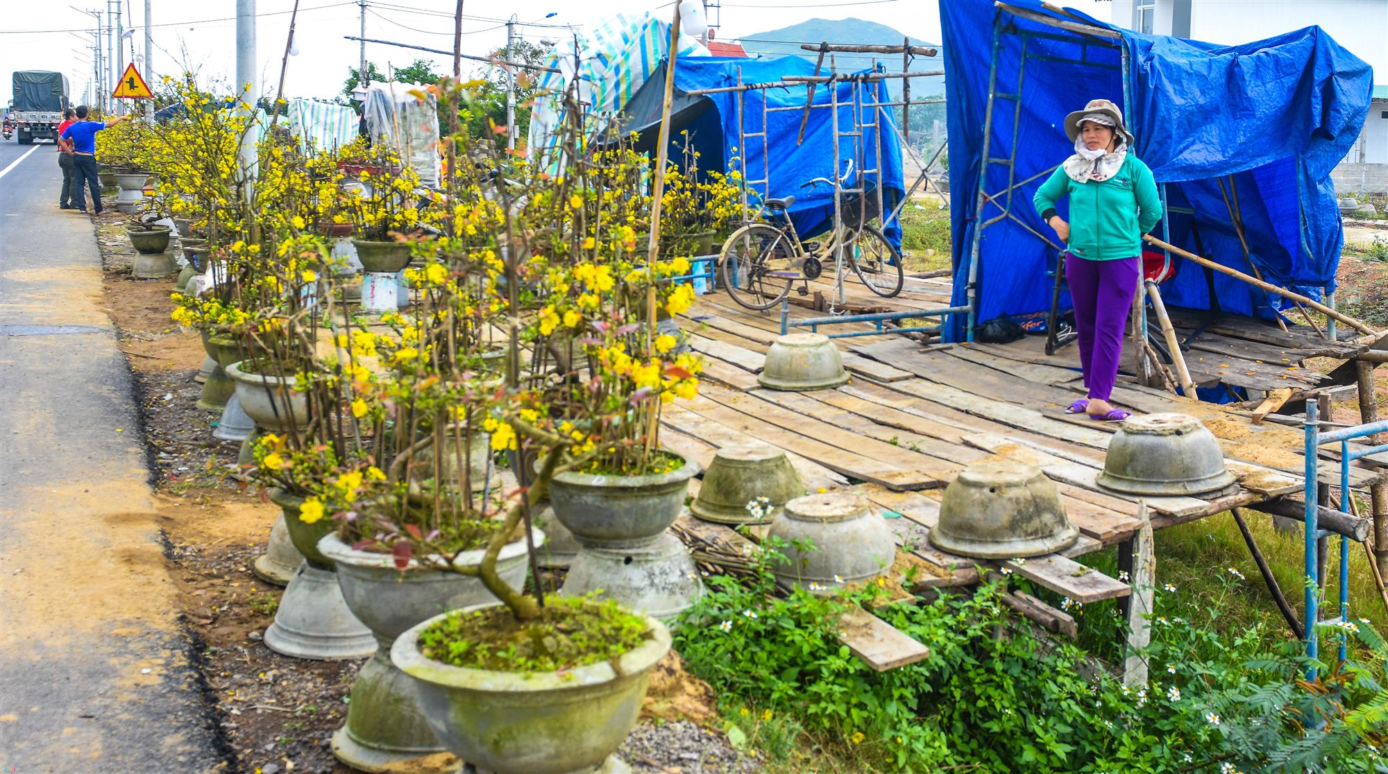 Vụ mai Tết ế chưa từng có, hàng nghìn gốc chỏng chơ giữa đồng-12