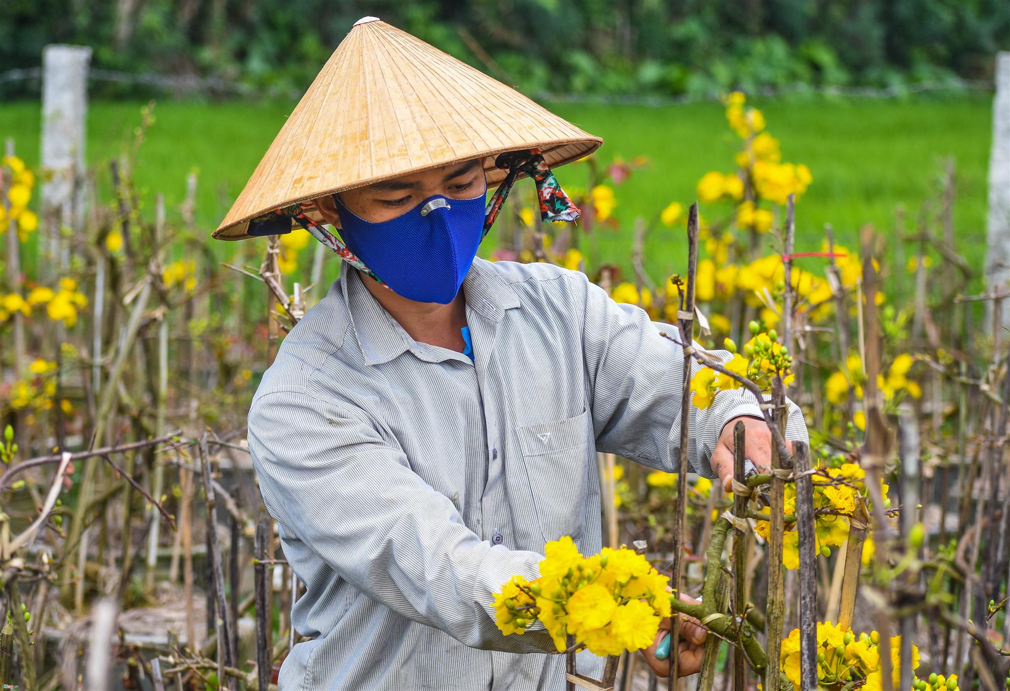 Vụ mai Tết ế chưa từng có, hàng nghìn gốc chỏng chơ giữa đồng-5