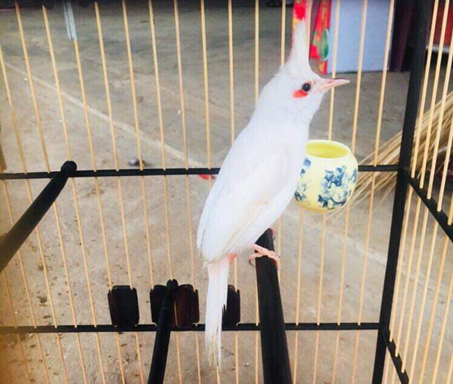 Những chú chào mào bạch tạng cực độc giá hàng trăm triệu-1