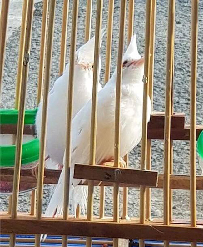 Những chú chào mào bạch tạng cực độc giá hàng trăm triệu-10