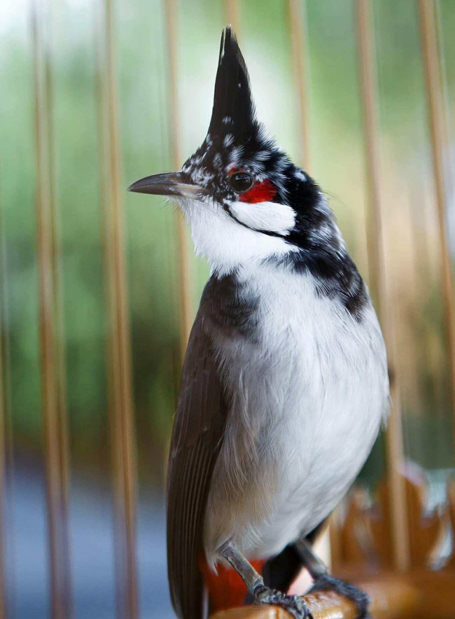 Những chú chào mào bạch tạng cực độc giá hàng trăm triệu-11
