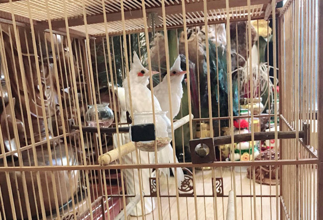 Những chú chào mào bạch tạng cực độc giá hàng trăm triệu-12