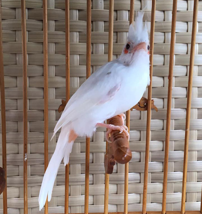 Những chú chào mào bạch tạng cực độc giá hàng trăm triệu-13