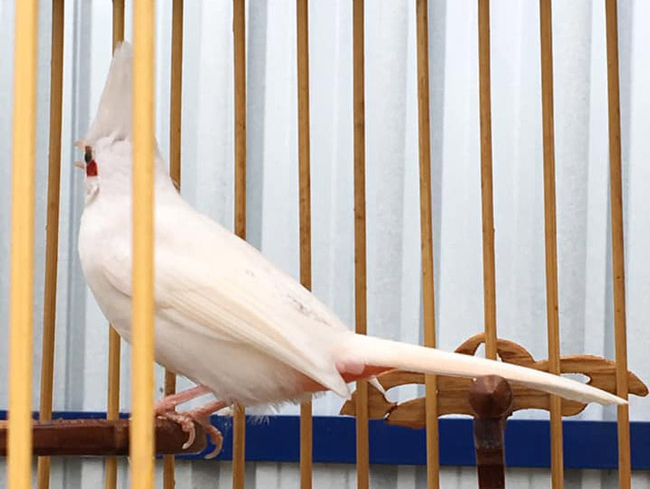 Những chú chào mào bạch tạng cực độc giá hàng trăm triệu-2