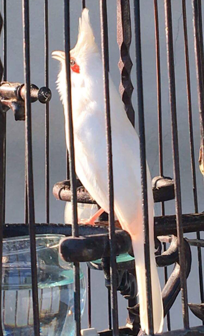 Những chú chào mào bạch tạng cực độc giá hàng trăm triệu-3