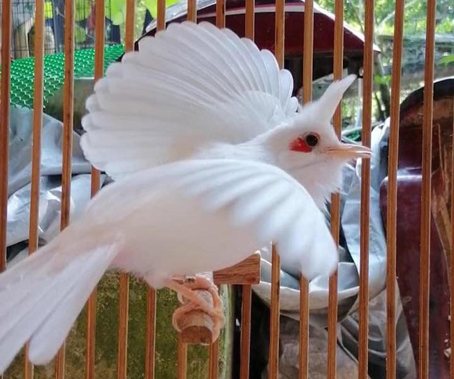 Những chú chào mào bạch tạng cực độc giá hàng trăm triệu-4