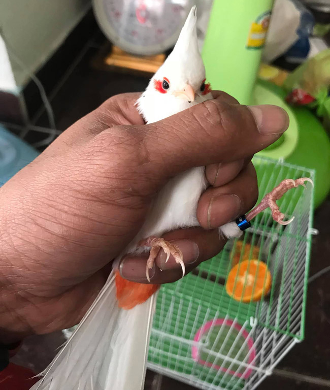 Những chú chào mào bạch tạng cực độc giá hàng trăm triệu-5