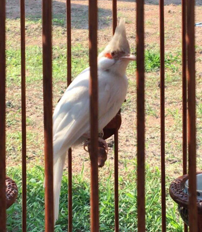 Những chú chào mào bạch tạng cực độc giá hàng trăm triệu-6