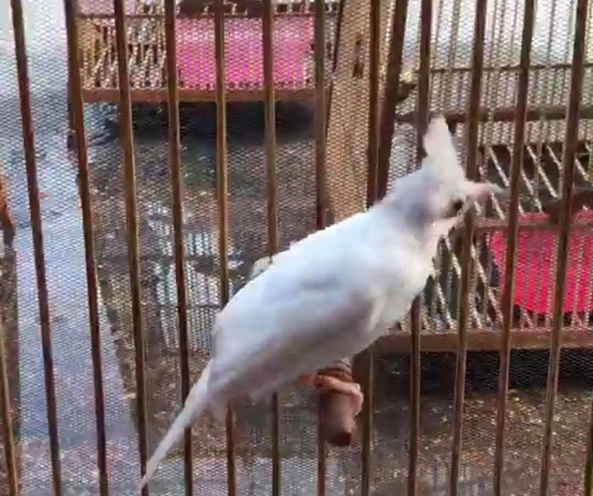 Những chú chào mào bạch tạng cực độc giá hàng trăm triệu-7