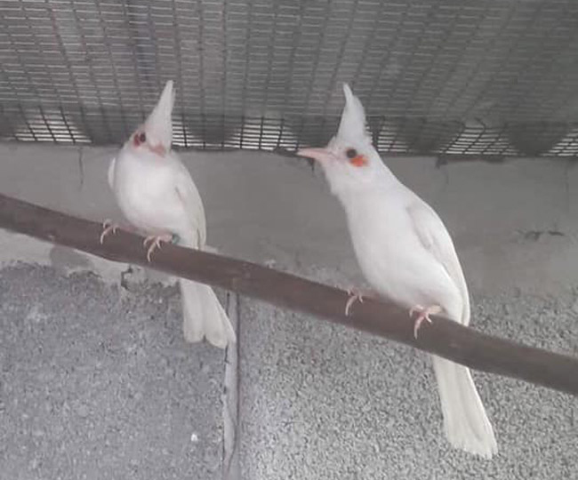 Những chú chào mào bạch tạng cực độc giá hàng trăm triệu-8