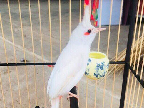 Quả độc chết người cúng ông bà ngày Tết: Liều mạng cầu giàu sang-5