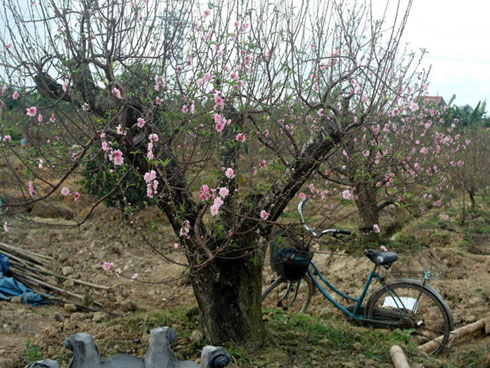 Nhất định không bán cho khách với giá rẻ, người đàn ông cầm dao chặt quất cảnh giữa chợ-2