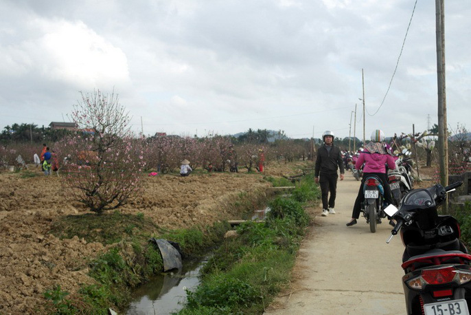 Nghề trồng đào quất: Người thu bạc tỷ, người trắng tay-2