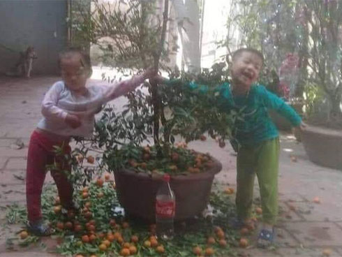 Ngồi cạnh chậu quất bị vặt trụi, cô bé khiến bố mẹ hốt hoảng vì cảnh kinh dị xung quanh-3