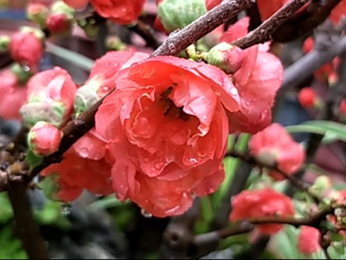 Mai đỏ Trung Quốc để mấy tháng không tàn, về chợ Việt giá tiền triệu