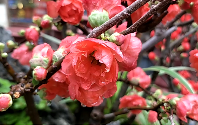 Mai đỏ Trung Quốc để mấy tháng không tàn, về chợ Việt giá tiền triệu-4