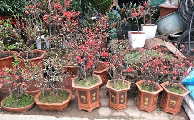 Mai đỏ Trung Quốc để mấy tháng không tàn, về chợ Việt giá tiền triệu-1