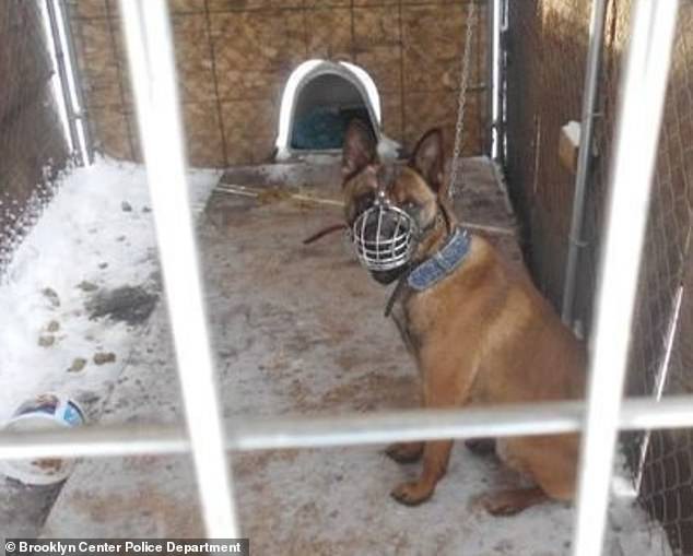 Chú chó bị chủ bỏ mặc ngoài trời rét -22 độ C trong những ngày lạnh kinh hoàng tại Mỹ-1