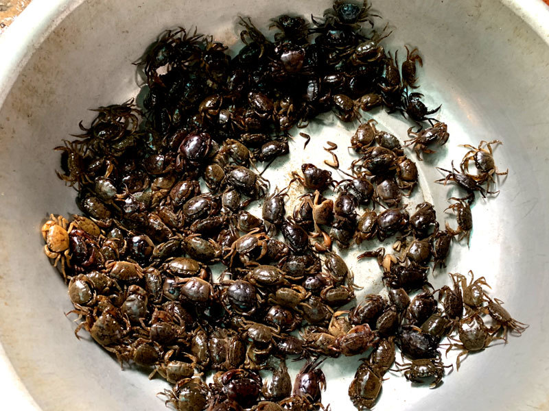 Bất ngờ cơn sốt cua đồng sát Tết: Chị em Hà Thành lùng mua khắp chợ-2