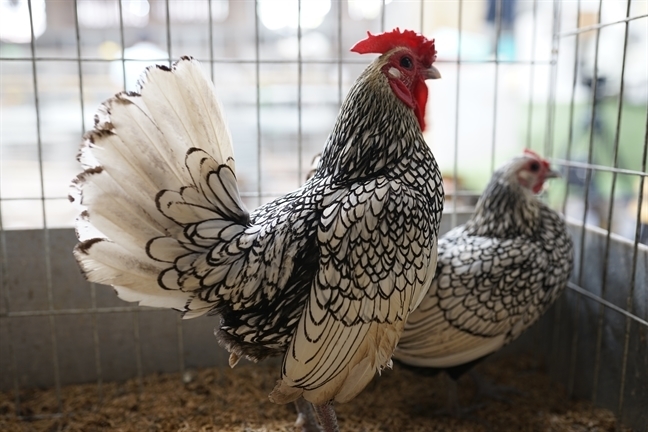 Độc chiêu đèn khò: Gà già đông lạnh thành đặc sản đà điểu-3