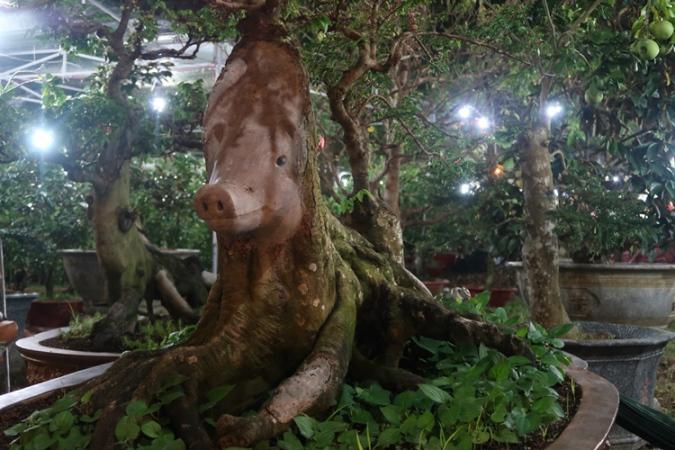 Cận cảnh cây khế hình đầu heo được rao bán giá nửa tỷ đồng ở Sài Gòn-1