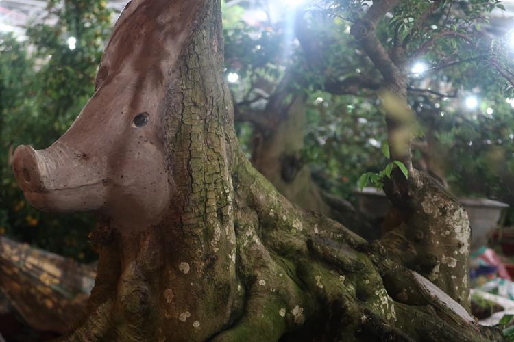 Cận cảnh cây khế hình đầu heo được rao bán giá nửa tỷ đồng ở Sài Gòn-2